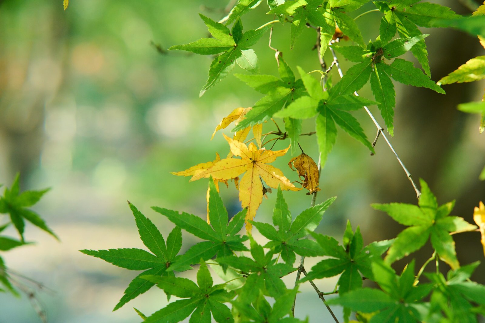 Pick the color that matches this object: