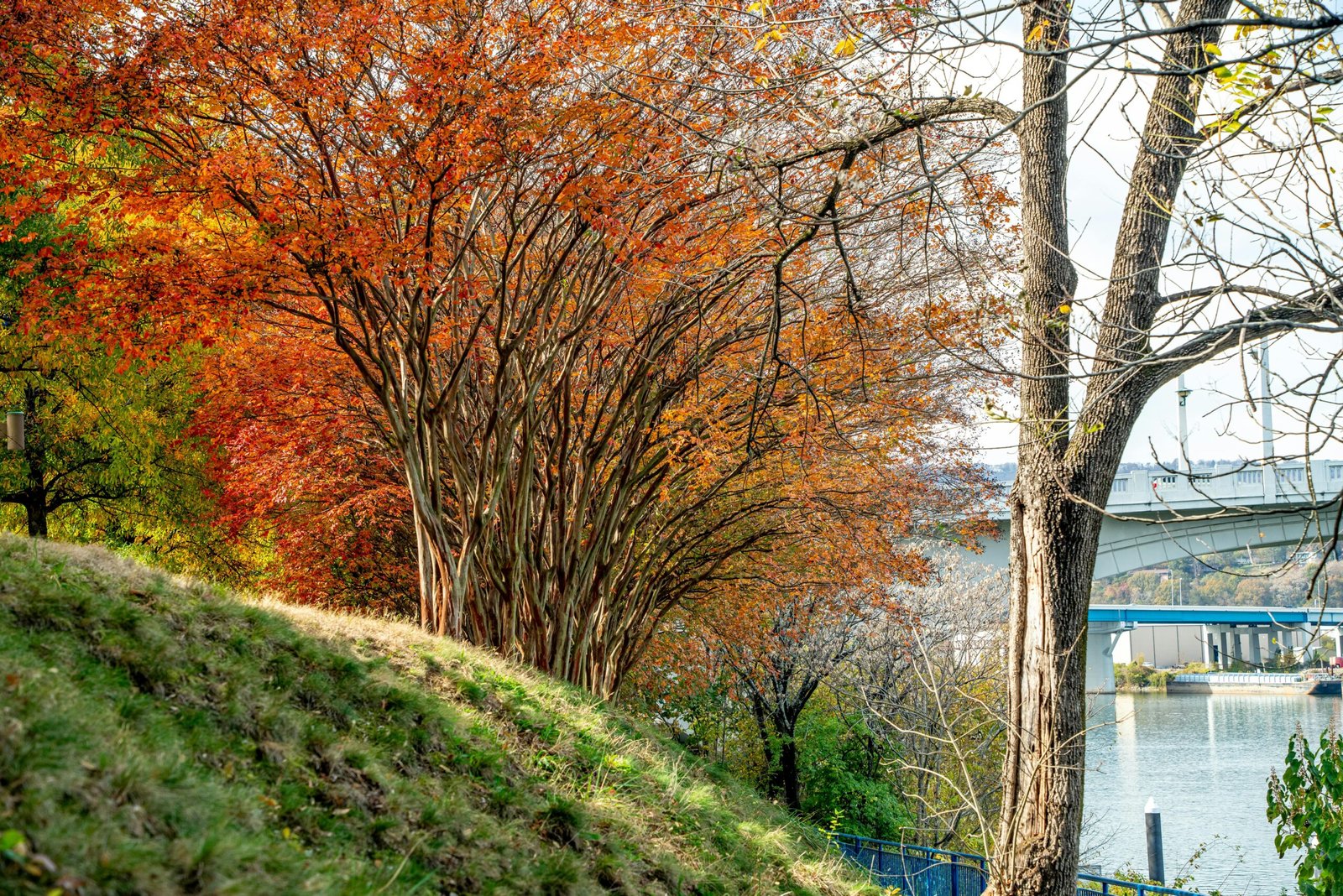 Match the fruit to its natural color!